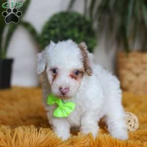 Maxime, Yorkie Poo Puppy